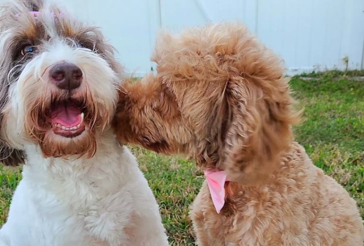 Shady Grove Doodles Multigenerational Australian Labradoodles multi-generational doodles Andrea Johns Florida Breeder