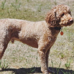 Shady Grove Doodles Multigenerational Australian Labradoodles multi-generational doodles Andrea Johns Florida Breeder