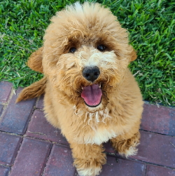 Shady Grove Doodles Multigenerational Australian Labradoodles multi-generational doodles Andrea Johns Florida Breeder