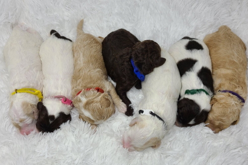 Shady Grove Doodles Multigenerational Australian Labradoodles multi-generational doodles Andrea Johns Florida Breeder