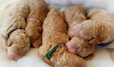 Shady Grove Doodles Multigenerational Australian Labradoodles multi-generational doodles Andrea Johns Florida Breeder