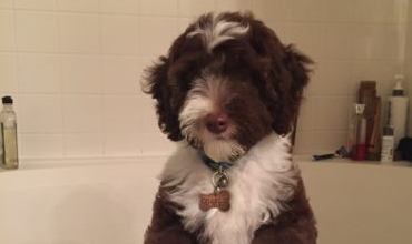 Shady Grove Doodles Multigenerational Australian Labradoodles multi-generational doodles Andrea Johns Florida Breeder