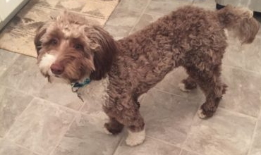 Shady Grove Doodles Multigenerational Australian Labradoodles multi-generational doodles Andrea Johns Florida Breeder