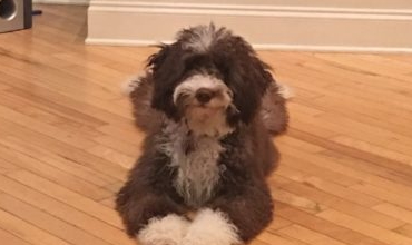 Shady Grove Doodles Multigenerational Australian Labradoodles multi-generational doodles Andrea Johns Florida Breeder