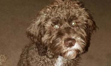 Shady Grove Doodles Multigenerational Australian Labradoodles multi-generational doodles Andrea Johns Florida Breeder